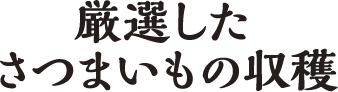 厳選したさつまいもの収穫